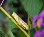 2022 09 12 LongFellowGardens 070